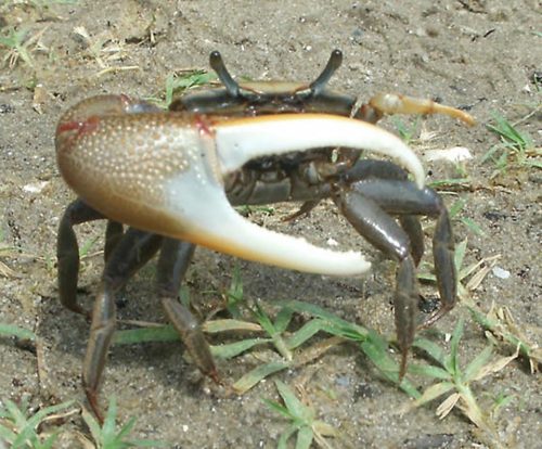 The camera angle on this photo allows you to see the crab’s perched, stalked eyes. This is Uca minas, one of the two species found in the Delaware watershed. Photo: Miles Buddy, BugGuide.net