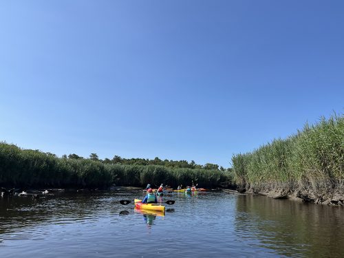 A wall of phragmites (common reed) borders sections of the Muskee Creek. Along the steep, muddy banks are the entrances to thousands of fiddler crab burrows. Photo: J. Morton Galetto