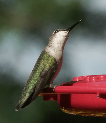 A ruby-throated hummingbird scans above for incoming hummingbirds. Hummingbirds are intelligent with a brain that is 4.2 percent of their body weight. This is the largest brain-to-body ratio of any bird species. 