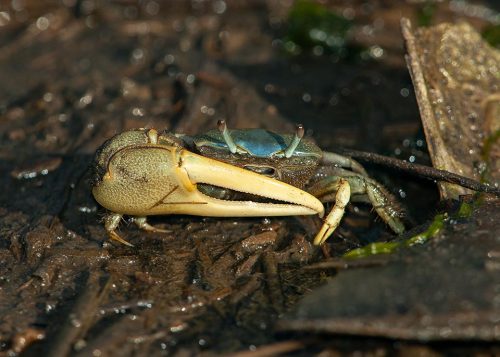 A male Atlantic marsh fiddler crab, Uca pugnax, brandishes its huge claw. Photo: Steve Nanz, BugGuide.net 