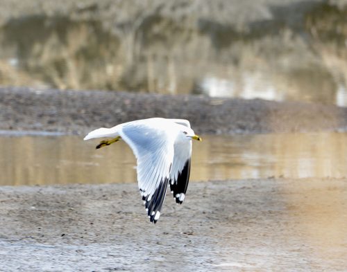 Ring-billed gull: Adult breeding, no streaks in neck feathers and red ring on eye. Photo: J. Morton Galetto