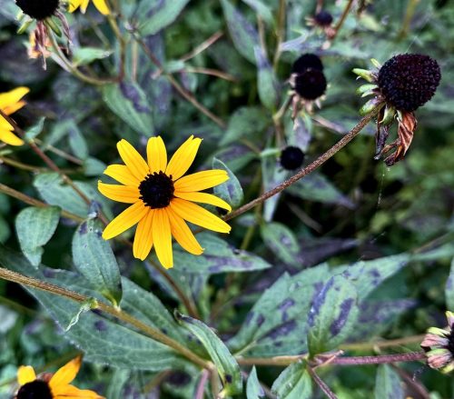 The ever-popular black-eyed Susan (Rudbeckia spp.) has prominent flowers and seed heads in late summer. The plant offers nectar for butterflies and seeds to birds. Traditional Native American healing includes a wide variety of uses—to treat colds, snake bites, swelling, earaches. (Foster & Duke). 