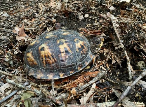 Box turtles disperse the seeds of mayapples.