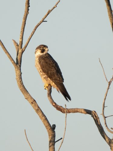 Raptors like this peregrine falcon make use of dead trees to rest and hunt. 