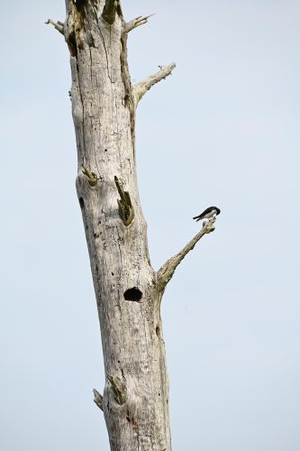 Tree swallows build nests in the cavities of Bayshore ghost trees. 