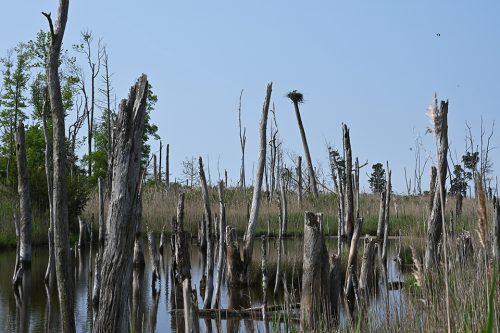 Ghost trees in a tidal pond, Hansey Creek Road, Commercial Township. Note dark spots in central background of the photo are osprey nests. 