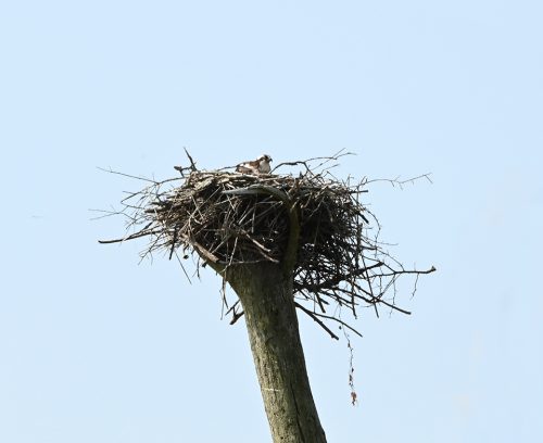 Ospreys prefer to nest in dead trees. 