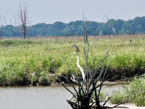 A night heron rests in a fallen ghost tree at Thompson’s Beach, Maurice River Township, New Jersey Delaware Bayshore. 