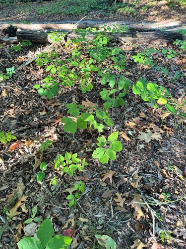 Sarsaparilla carpets the forest understory, its bright leaves a striking contrast against the dark leaves of the forest floor. At the beginning of September all the leaves were still green. 