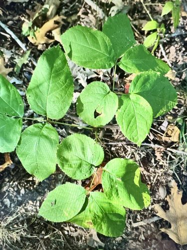 The three stalks of sarsaparilla can display three to seven leaves each. 