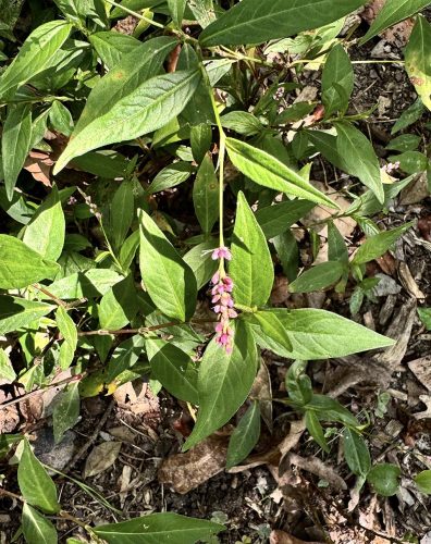 Low smartweed (Persicaria longiseta) is an introduced non-native plant. Each blossom forms a hard dark seed making it prolific in gardens. 