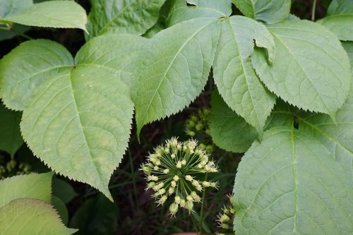 In spring, the globe-shaped flowers of sarsaparilla, Aralia nudicaulis, lie beneath its leaves. Photo: Plant Image Library