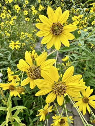 Abundant blooms of Giant Sunflower, Helianthus giganteus, weigh heavily on its stalks. The plant can reach heights of 13 feet.  