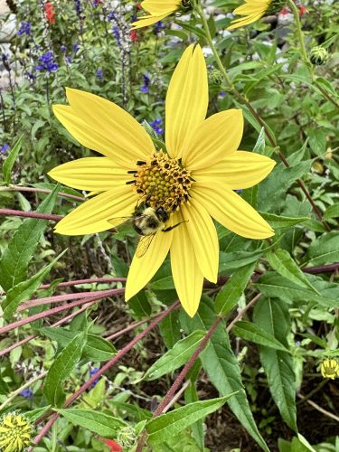 Pollinators like this bee play an important role in the fertilization of plants. Note the purple stalks of the sunflower drooping beneath the bloom. The white hairs on these stems are an identifying feature of Giant Sunflower. 