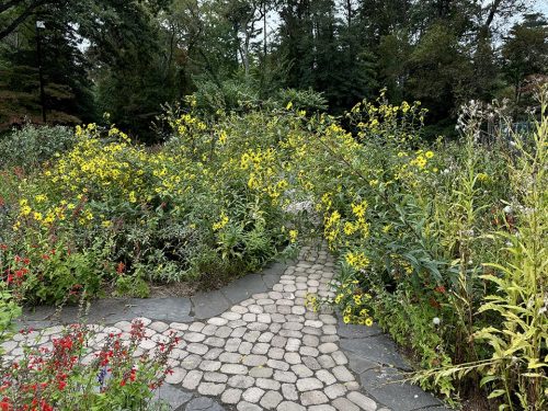 A profusion of sunflowers engulfs the walk in the author’s garden.