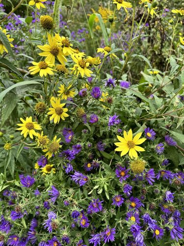 Giant sunflowers are in the aster family like the New England asters. Both species emerge in autumn. The yellow centers of the New England aster make both species pop in a dazzling display of color.