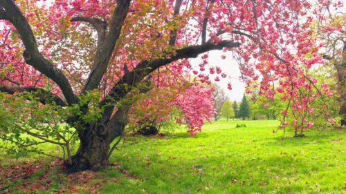 Where-To-See-Cherry-Blossom-NJ-Blooms_FI