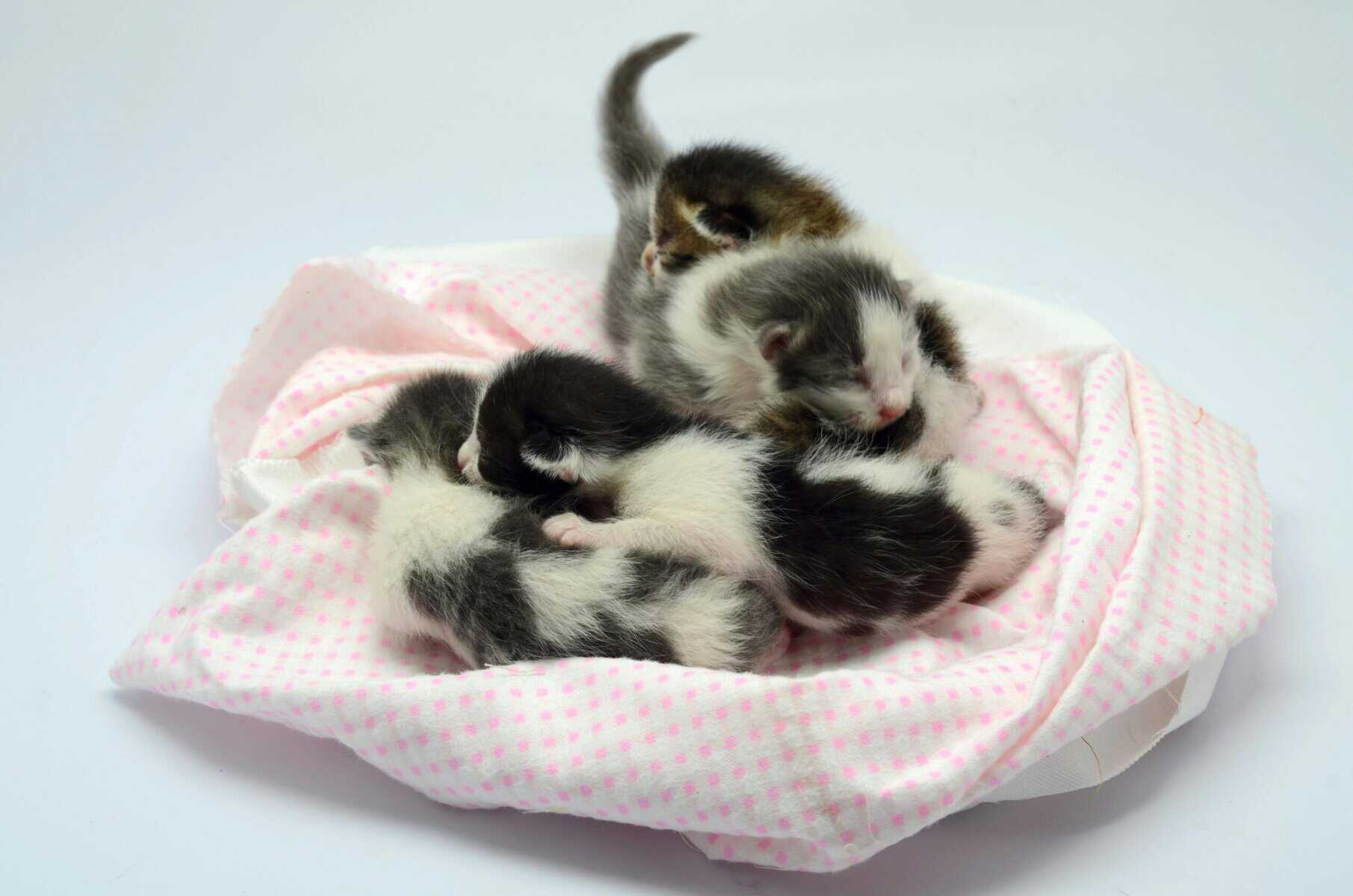 Cumberland Mall Hosts Kitten Adoption Event with SJRAS