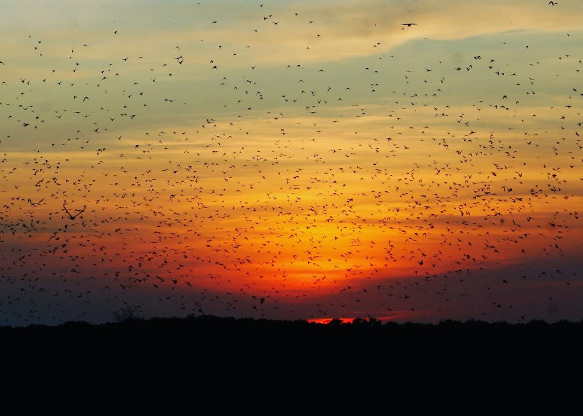 Purple Martin Spectacular Returns to Maurice River in August