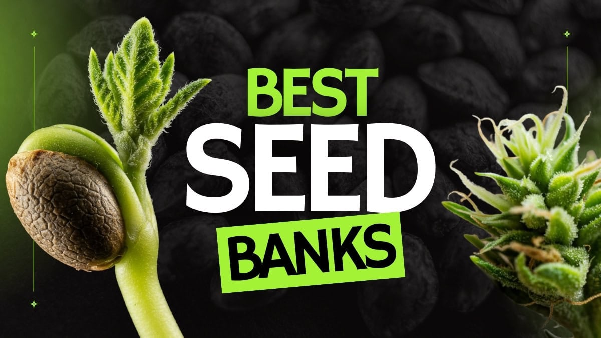 Best Seed Bank in US