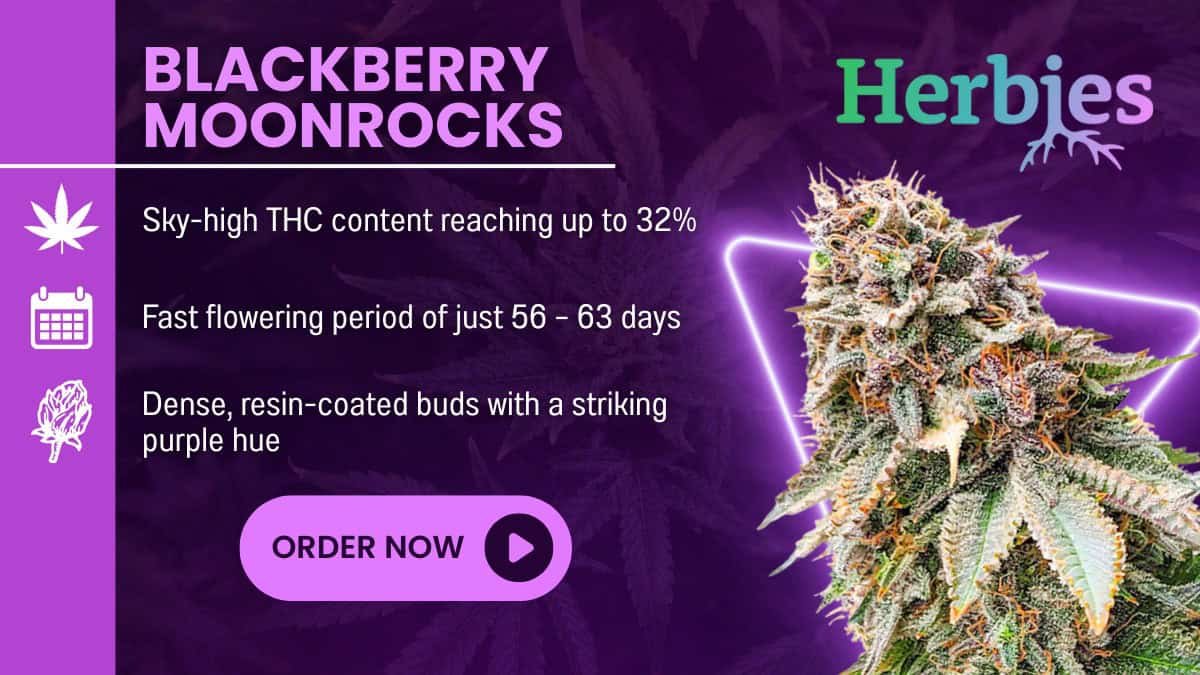 Blackberry Moonrocks - Herbies Seeds