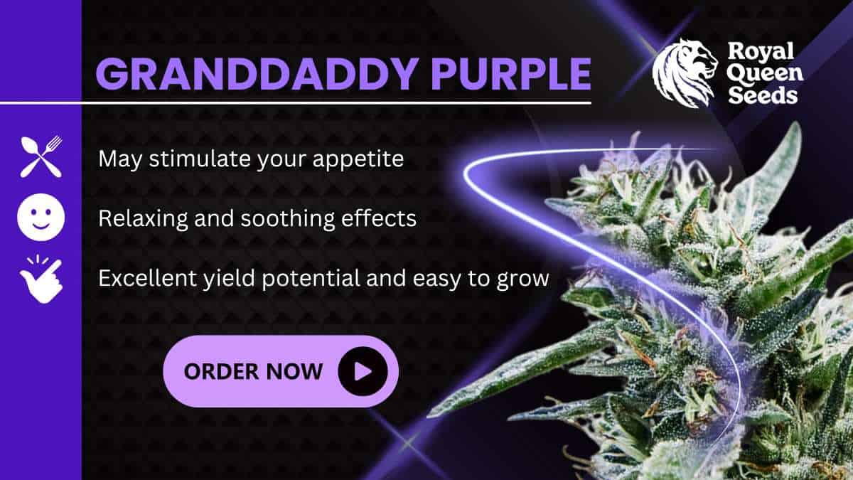 Grand Daddy Purple