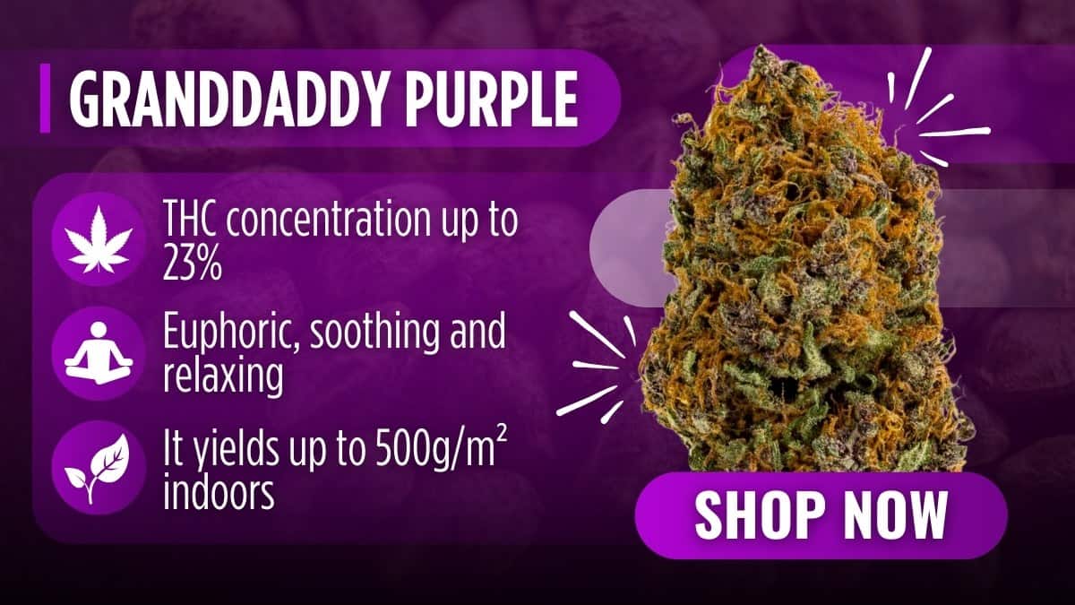 Granddaddy Purple