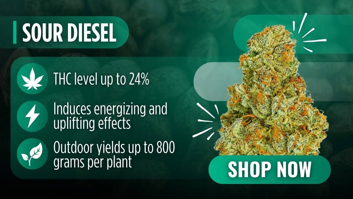 Sour Diesel
