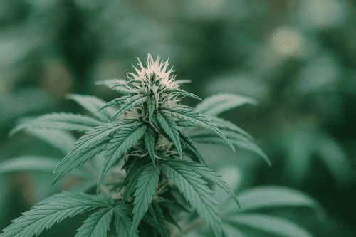 Best Autoflower Seeds for 2025 Reviewed Compared