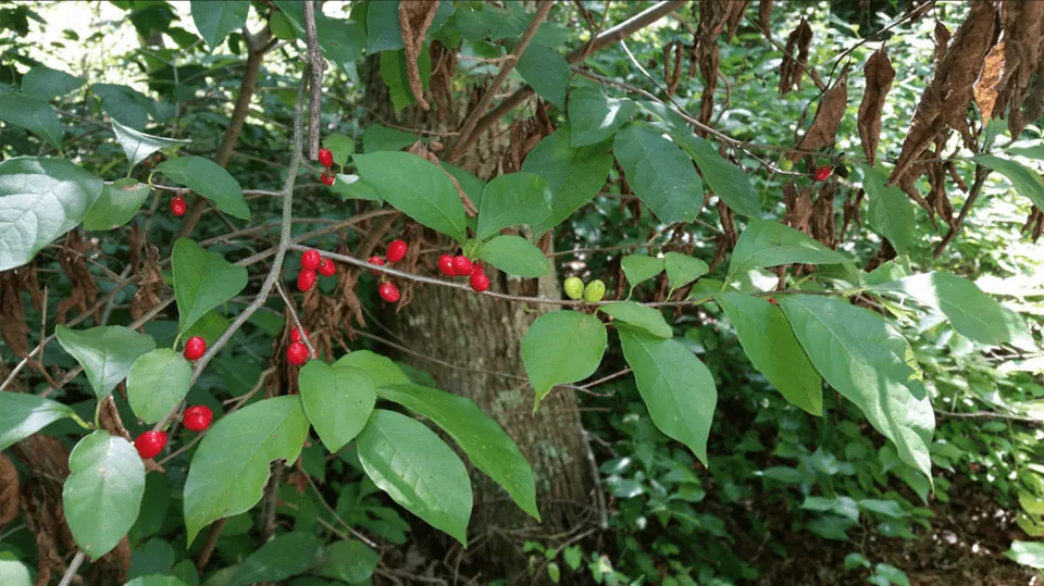 Bill Hubick MD Diversity P